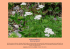 Achillea grandifolia Friv. Beyaz civan perçemi