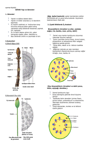 ayxmaz-biyoloji 2.Anatomileri A.Dikotil-Ağaçsı bitki B.Monokotil
