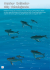 Kambur Balinalar Göç Yolculuğunda